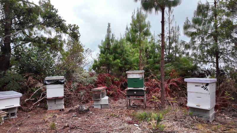Several wooden beehives in a clearing among pine trees