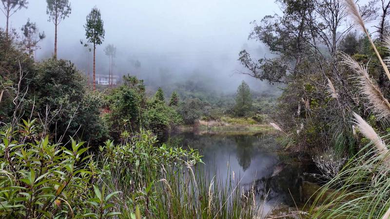A small lake in the mist, surrounded by native forest, with pines on the ridge behind
