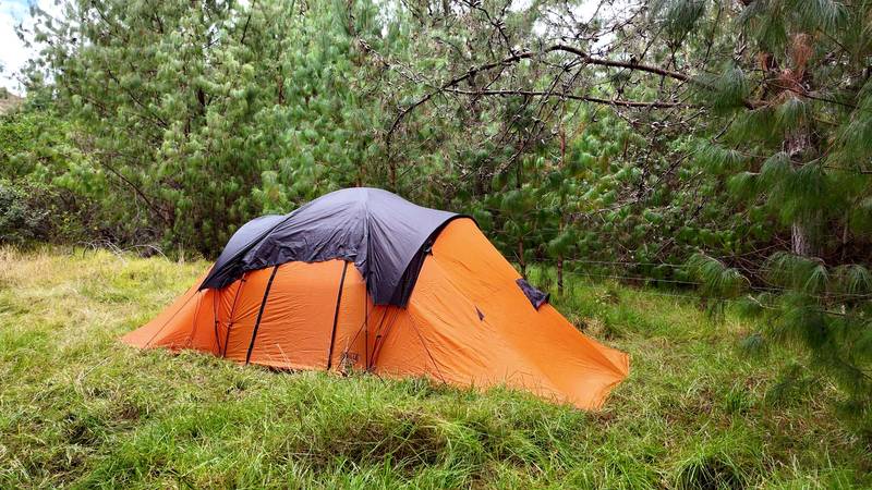 An orange and grey tent pitched on long grass in a pine clearing
