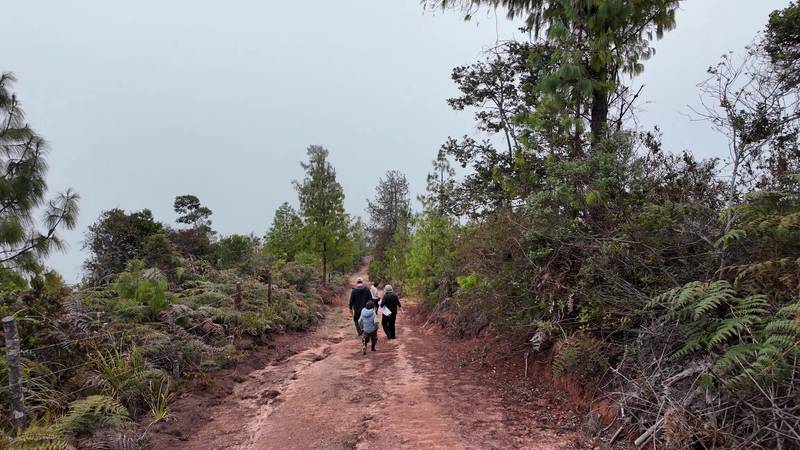 A small group walking away down a red dirt track between trees under a grey sky