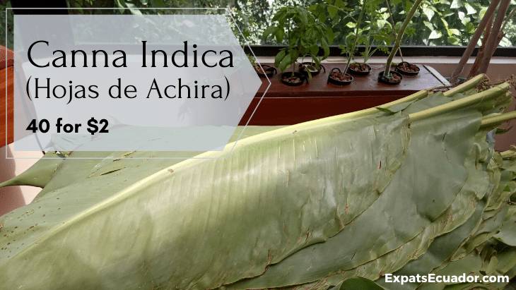Canna Indica Leaves (Hojas de Achira) Cost
