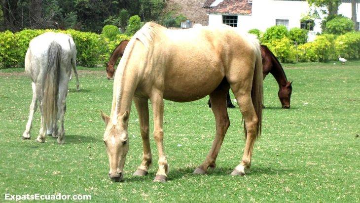 Cuenca Horse Riding Schools Safety