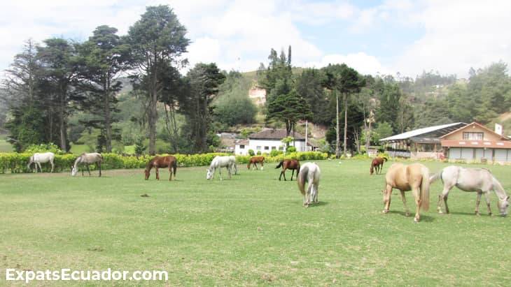 Centro Ecuestre Bellavista Stables Horses
