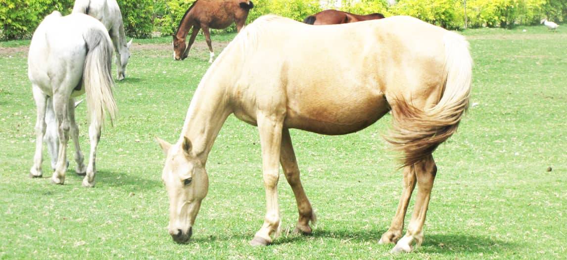 Horse Riding at Centro Ecuestre Bellavista (Cuenca)