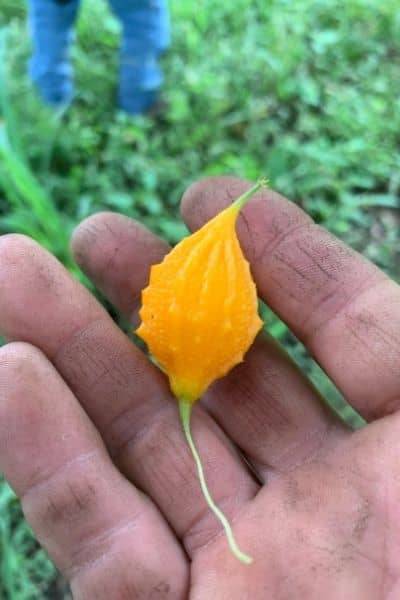 Dragon fruit farm in Ecuador