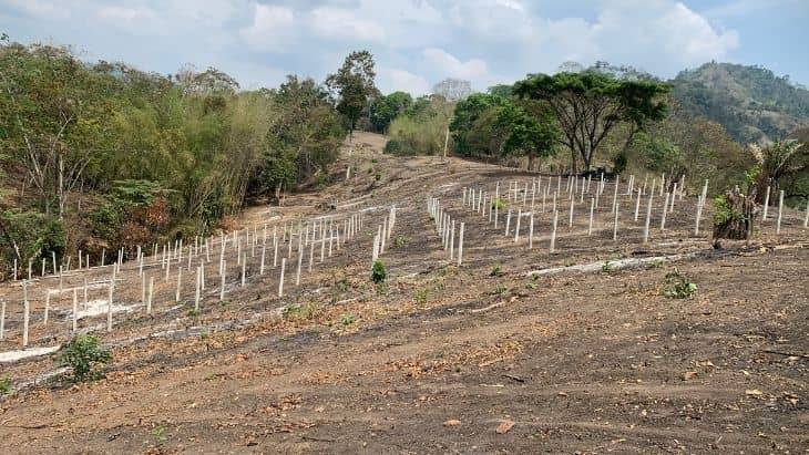 Planting Dragonfruit in Manabi, Ecuador