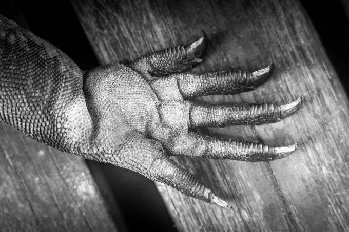 Marine iguana claw closeup