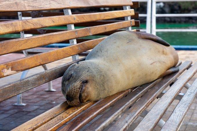 Sleeping sea lion
