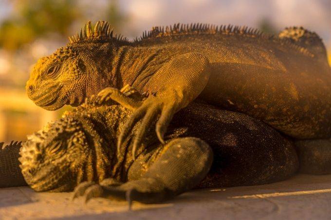 Sleeping marine iguanas