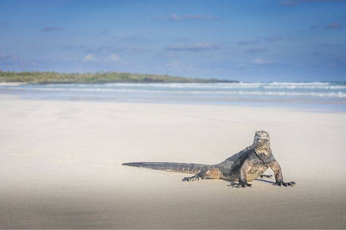 Marine iguana making the most of the alone time