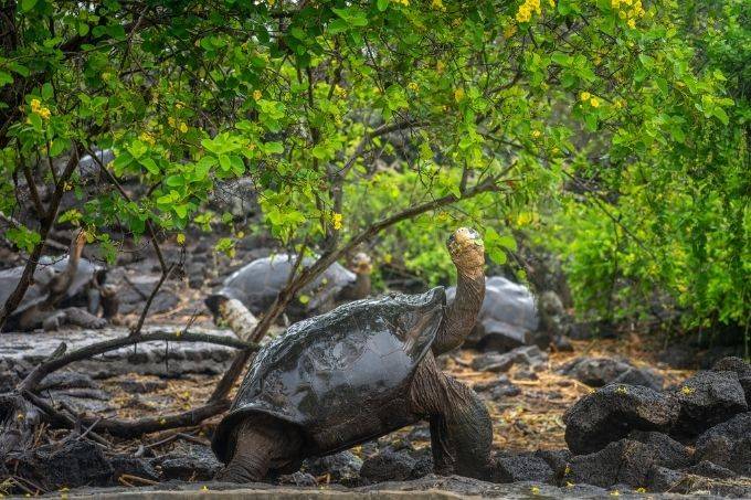 Tortoises chilling