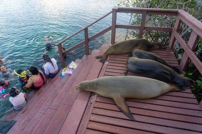 Sea lions hanging out with snorkelers