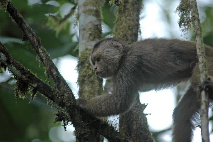 Capuchin Monkey