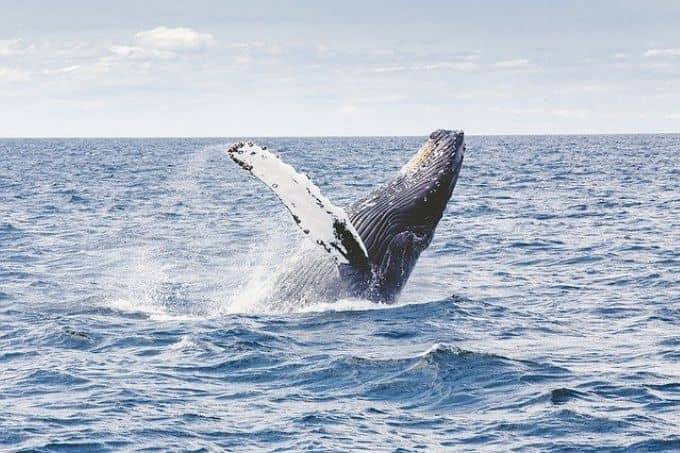 Humpback whales breaching