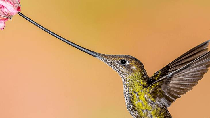Sword Billed Hummingbird Ecuador