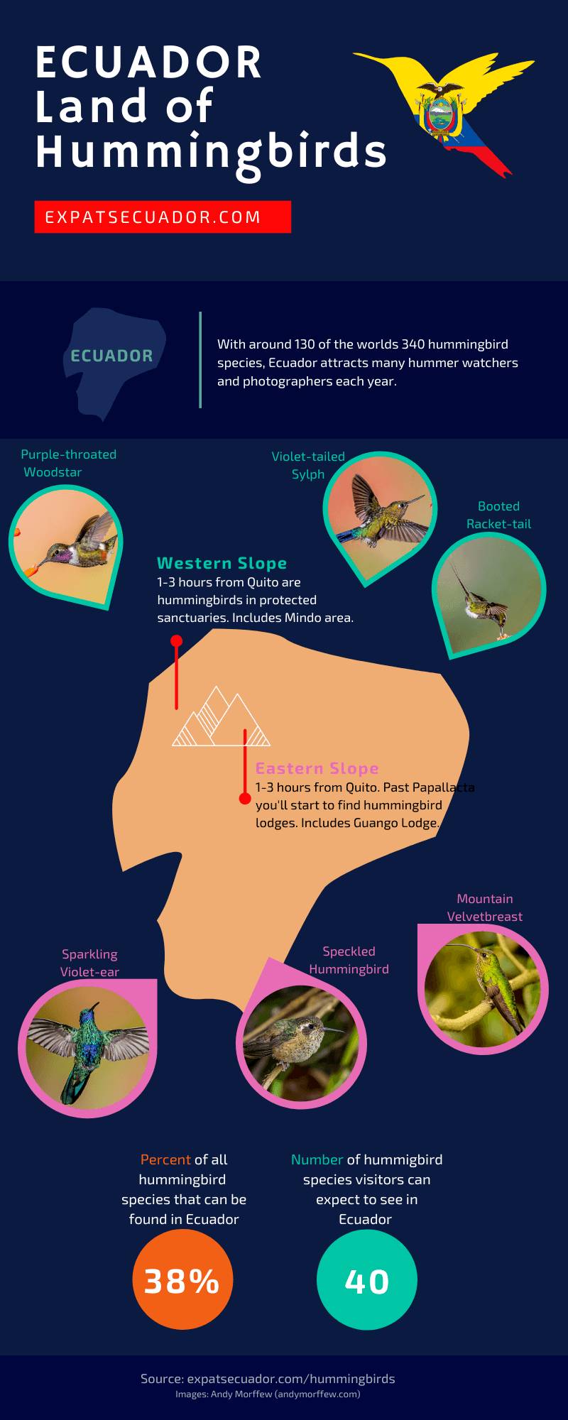 Ecuador Hummingbird Infographic
