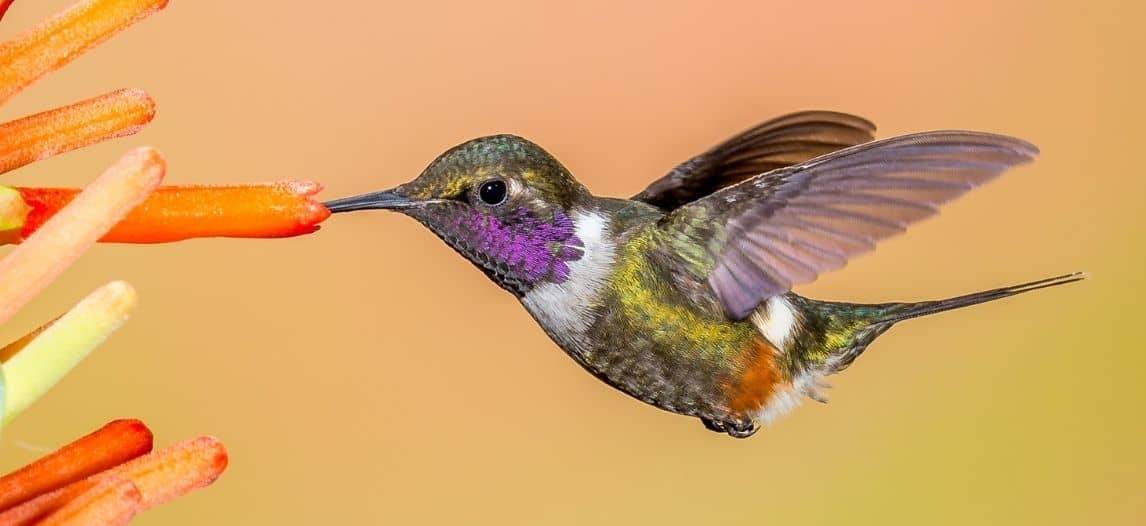 Where to Find Ecuador’s Brilliant Hummingbirds