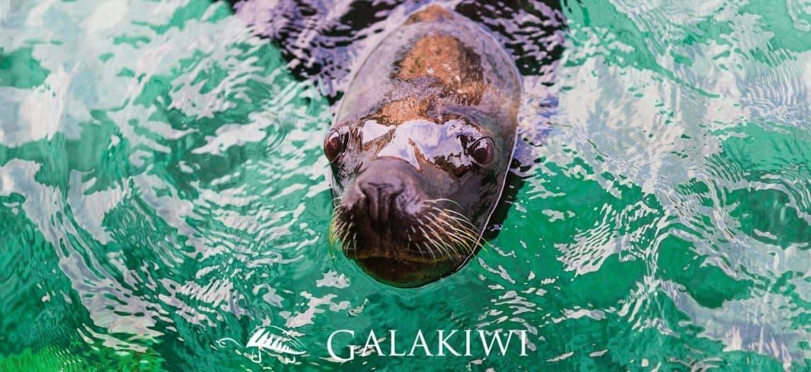 Tim and Crystal from Galakiwi Adventures - Doing Business in Ecuador