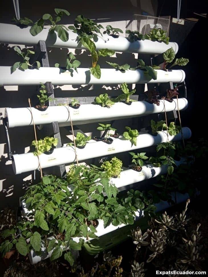 Hydroponic System COVID19 new skills