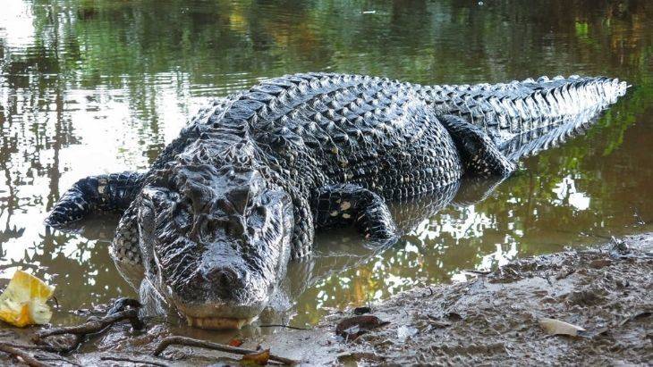 Black Caiman Reptile Facts Ecuador