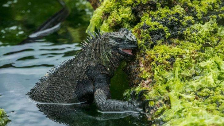 Marine Iguana Galapagos Facts