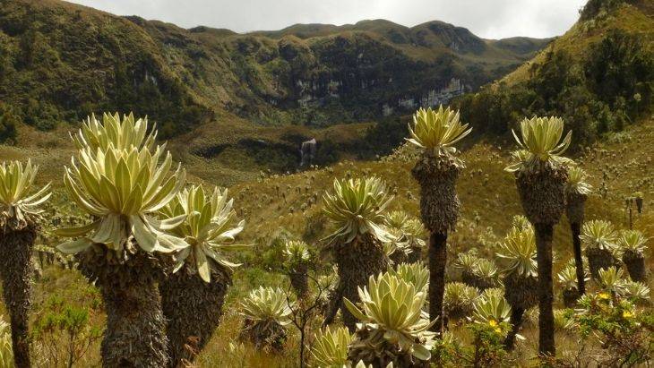 Espeletia in Páramo Ecuador High Andes FAQs