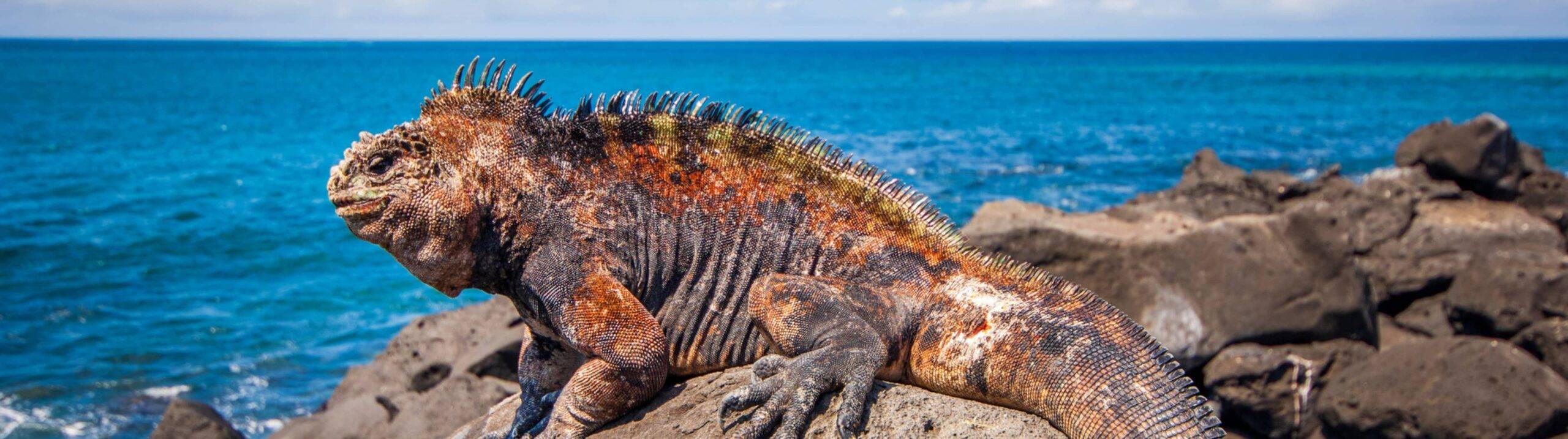 Fernandina Island: The Galapagos’ Living Volcano & Its Real-Life Dragons