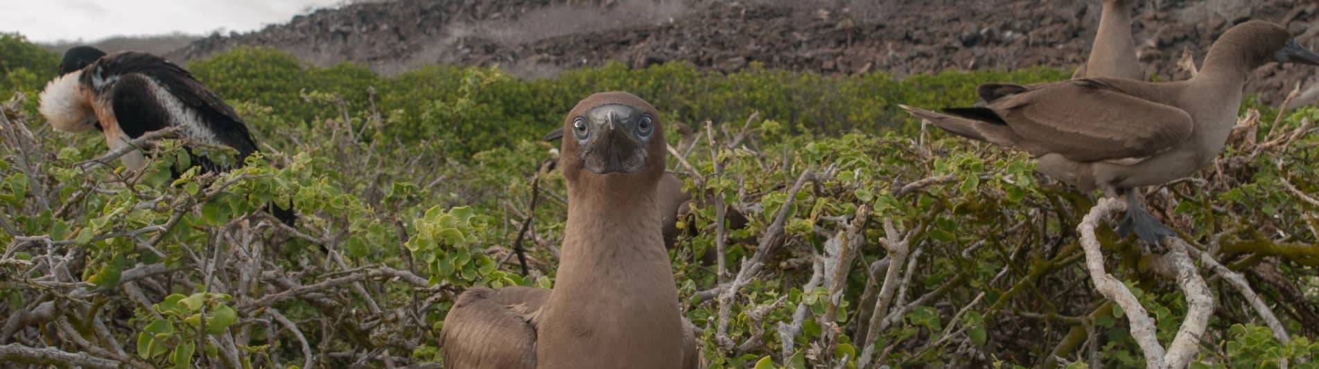 Galapagos Islands Named #2 in The New York Times’ “52 Places to Go in 2025”