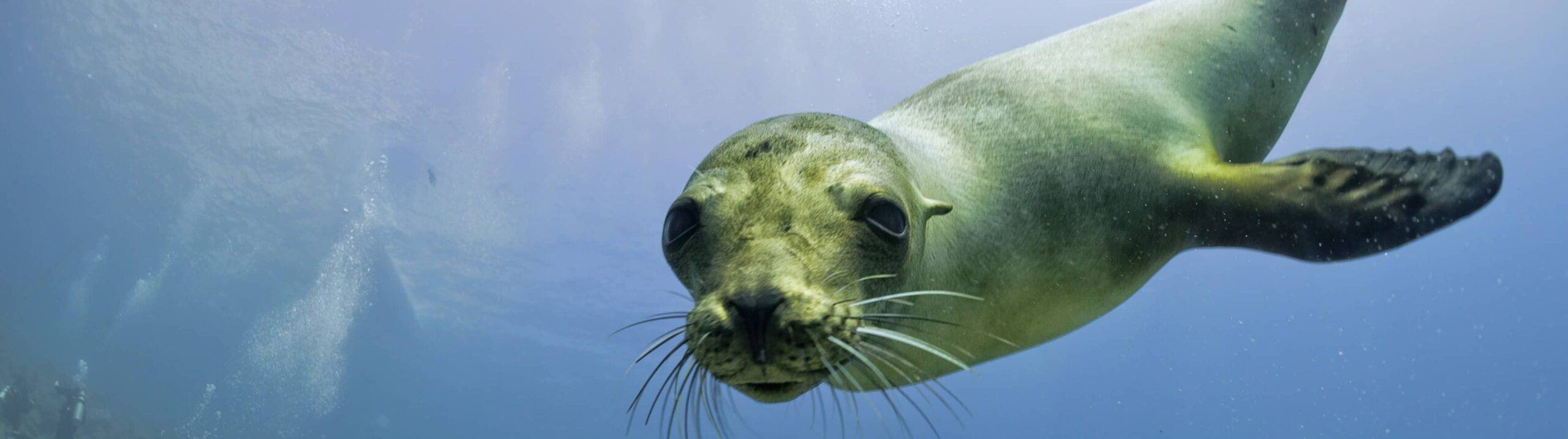 Sea Lions of the Galápagos: From Disney’s New Documentary to Your Next Adventure