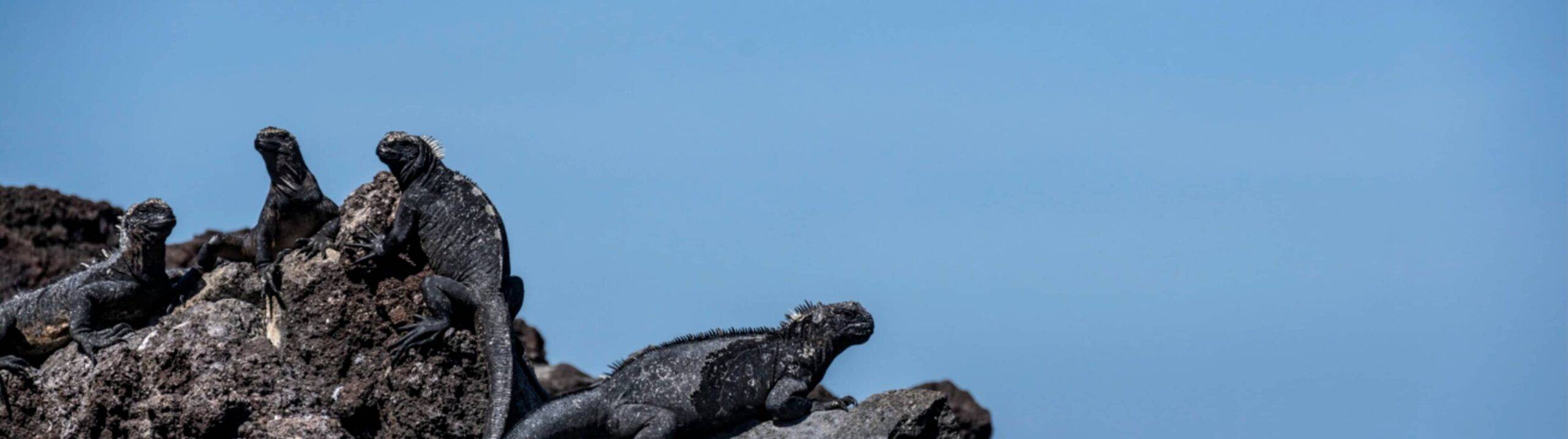 The New Galapagos National Park Entry Fee