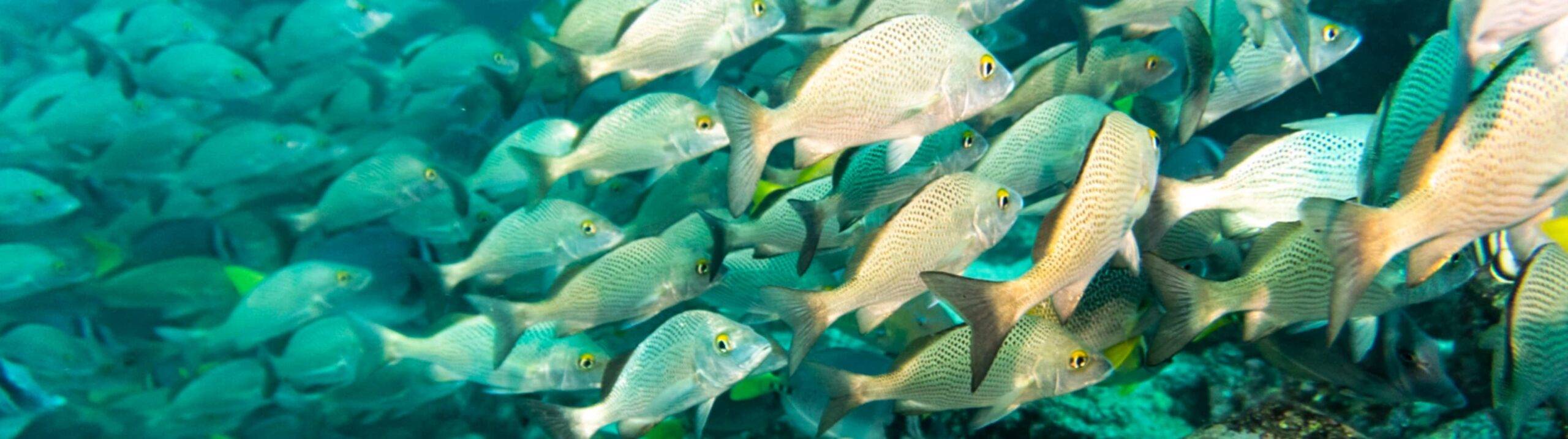 Captivated Beneath the Surface: Liveaboard Diving Holidays in the Galapagos Islands