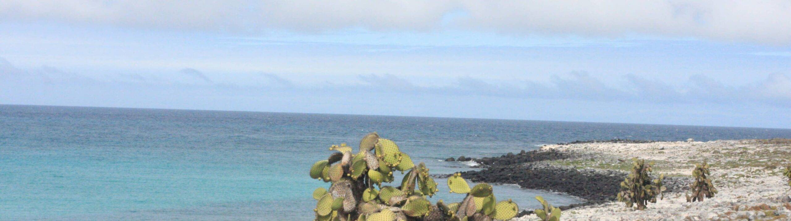 Genovesa Island Galapagos: Travel Guide (2025)