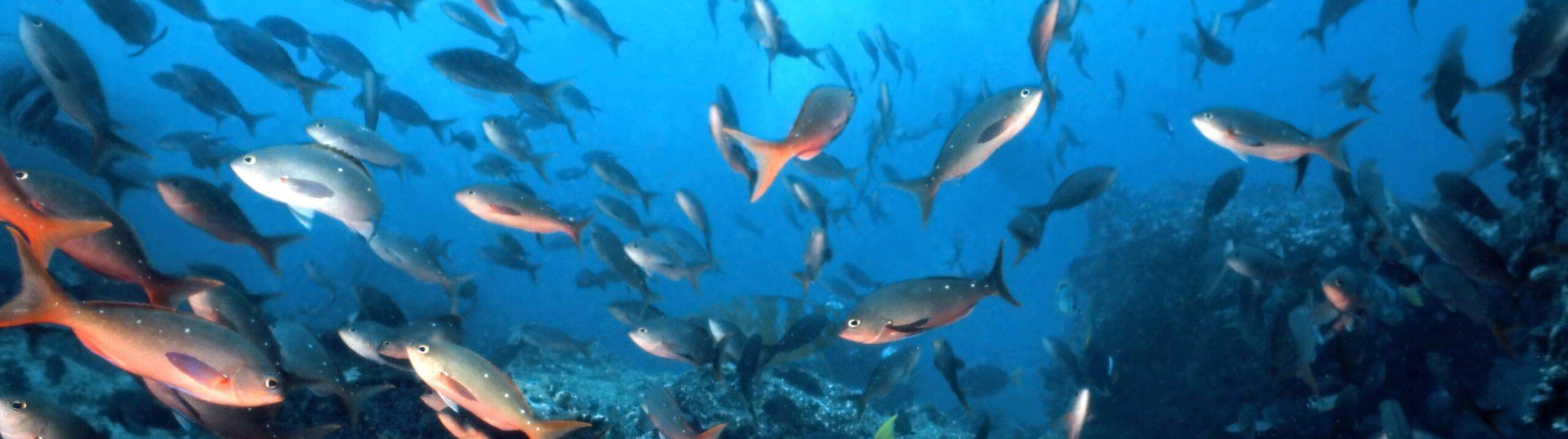 Santa Fe Island, Galapagos: Travel Guide (2025)