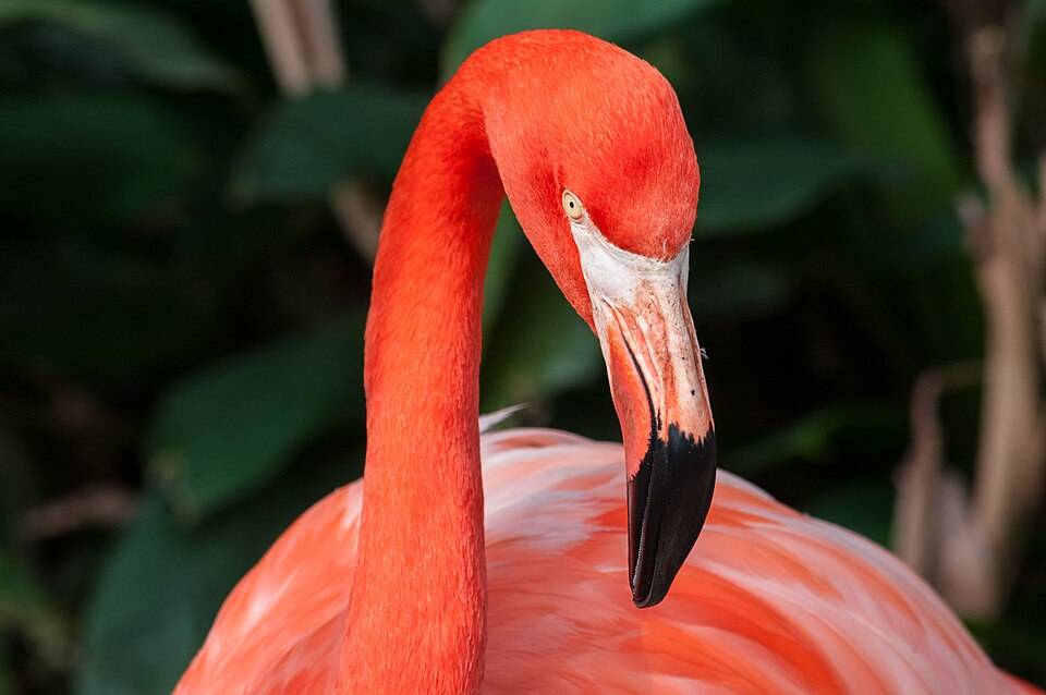 American flamingo