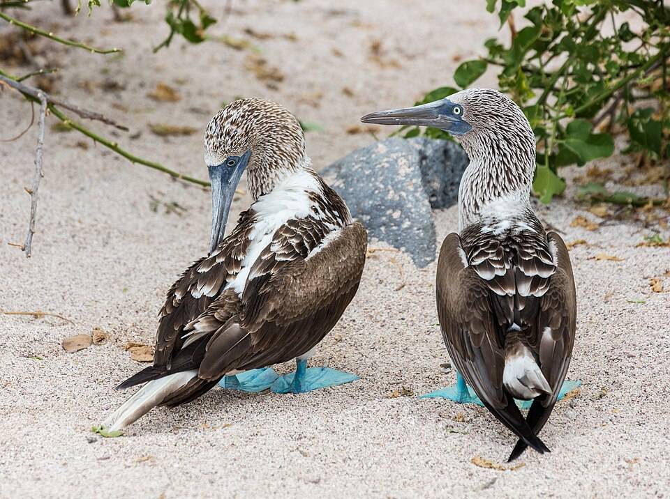Blue-footed booby