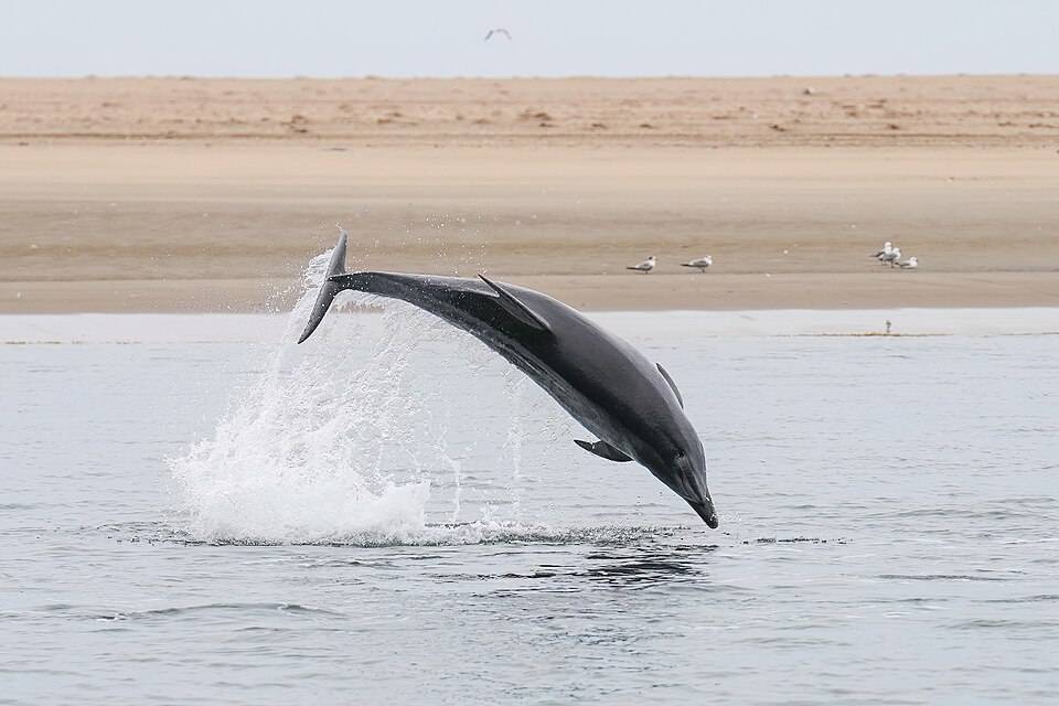 Common bottlenose dolphin