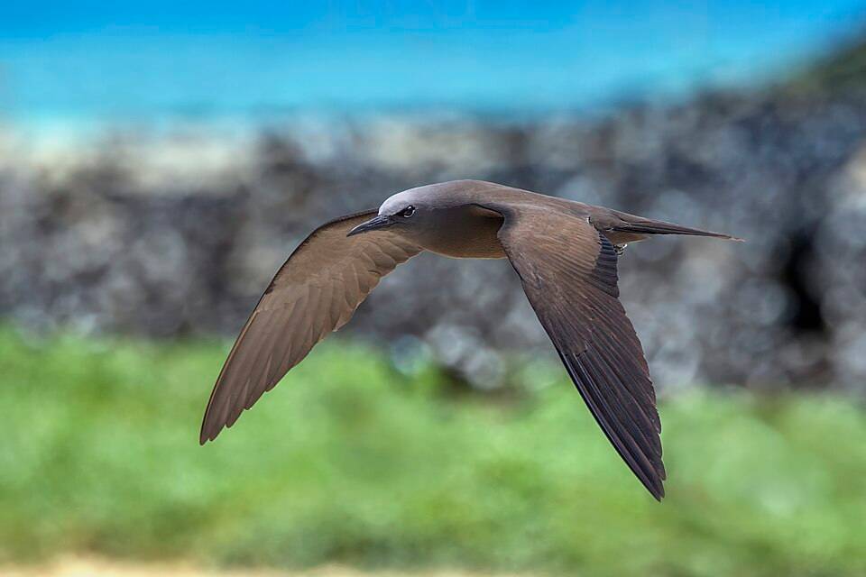 Brown noddy