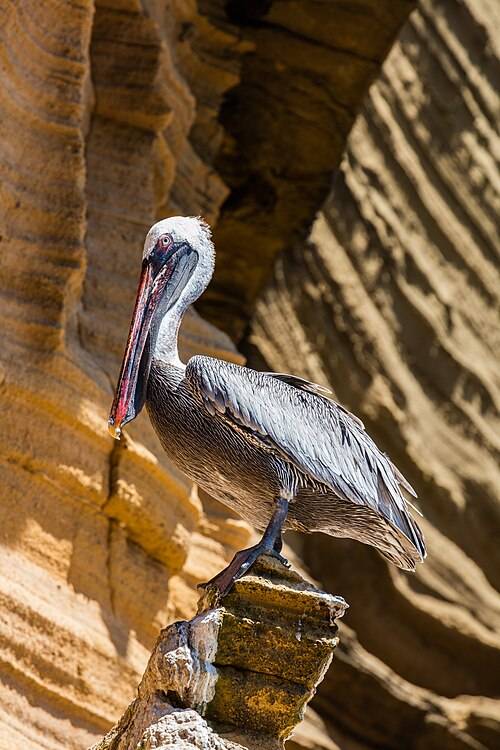 Brown pelican