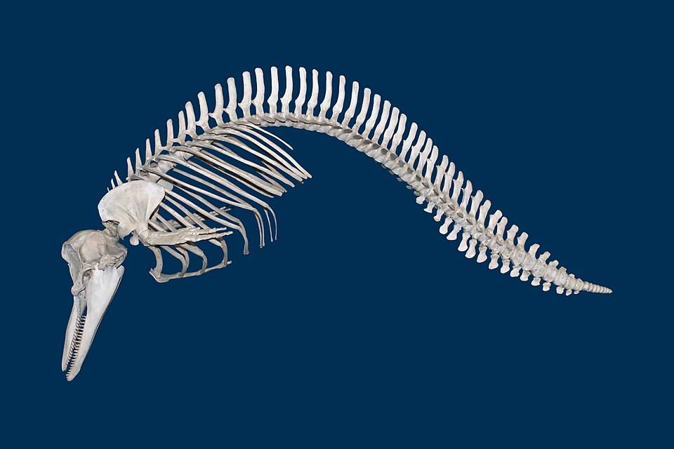 Short-beaked common dolphin