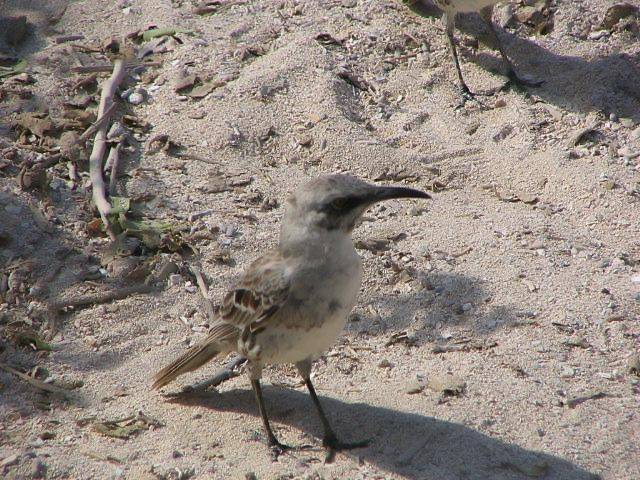 Española mockingbird