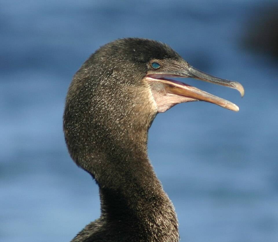 Flightless cormorant