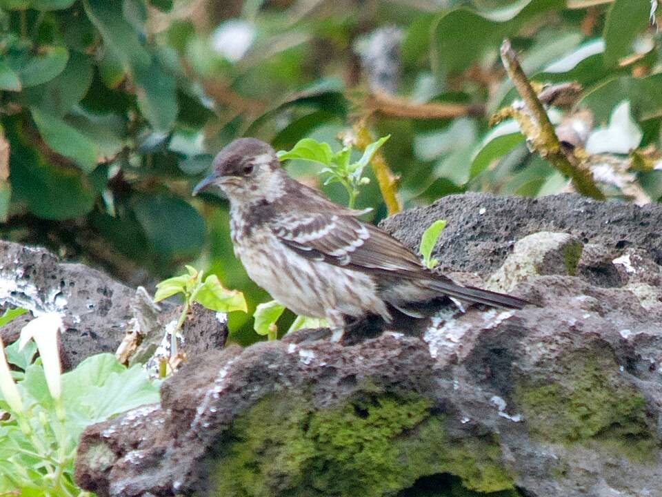 Floreana mockingbird