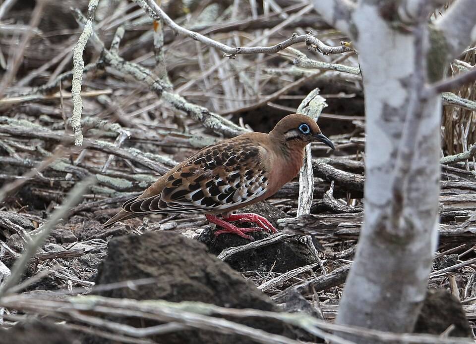 Galapagos dove