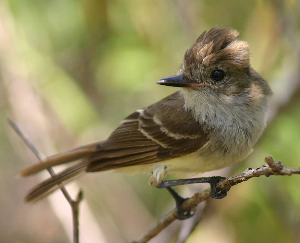 Galapagos flycatcher