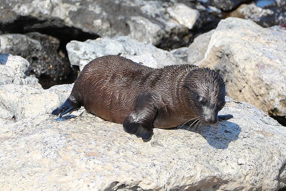 Galapagos fur seal