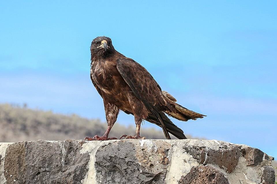 Galapagos hawk