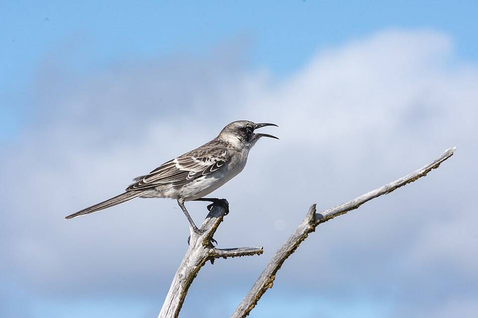 Galapagos mockingbird