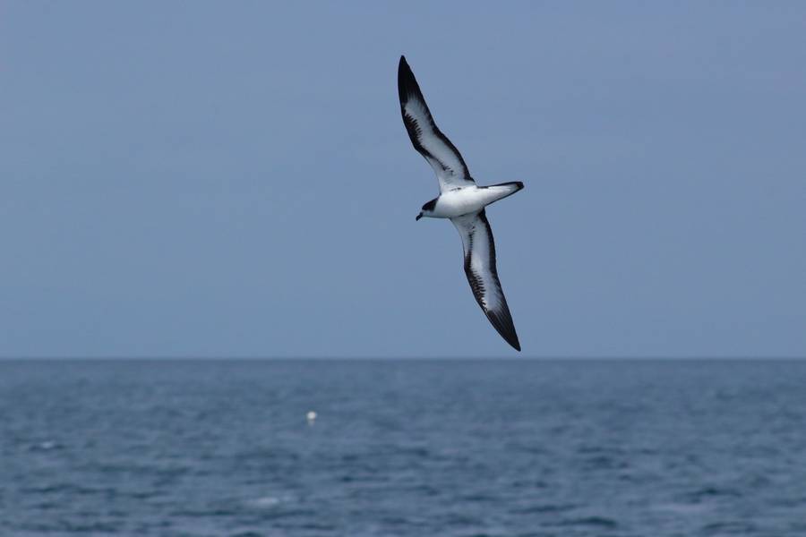 Galapagos petrel