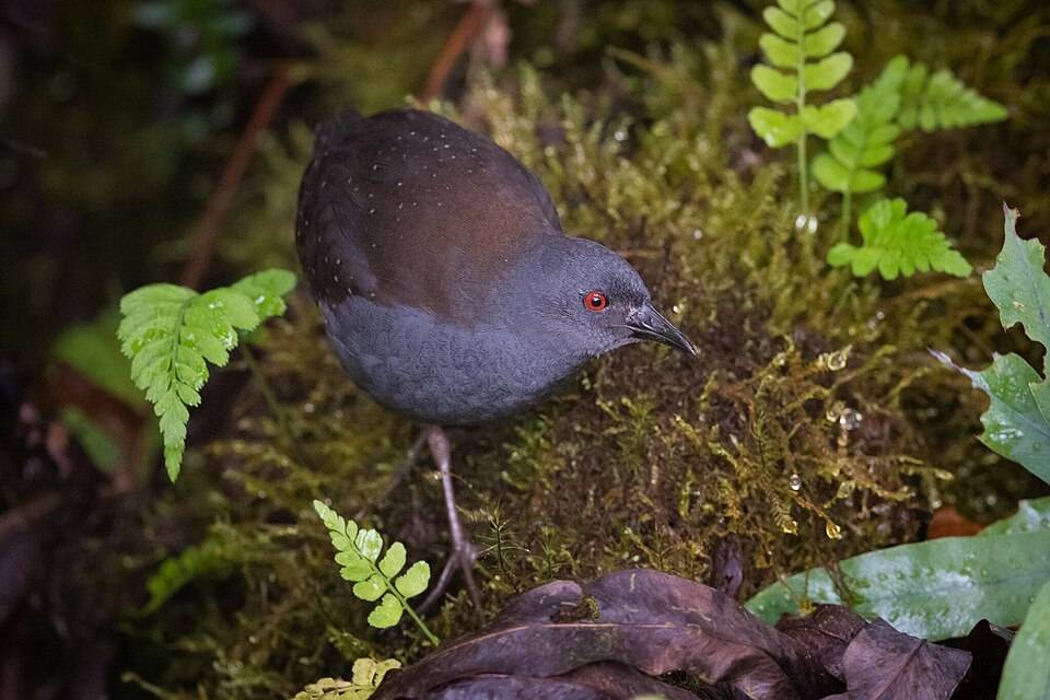 Galapagos rail