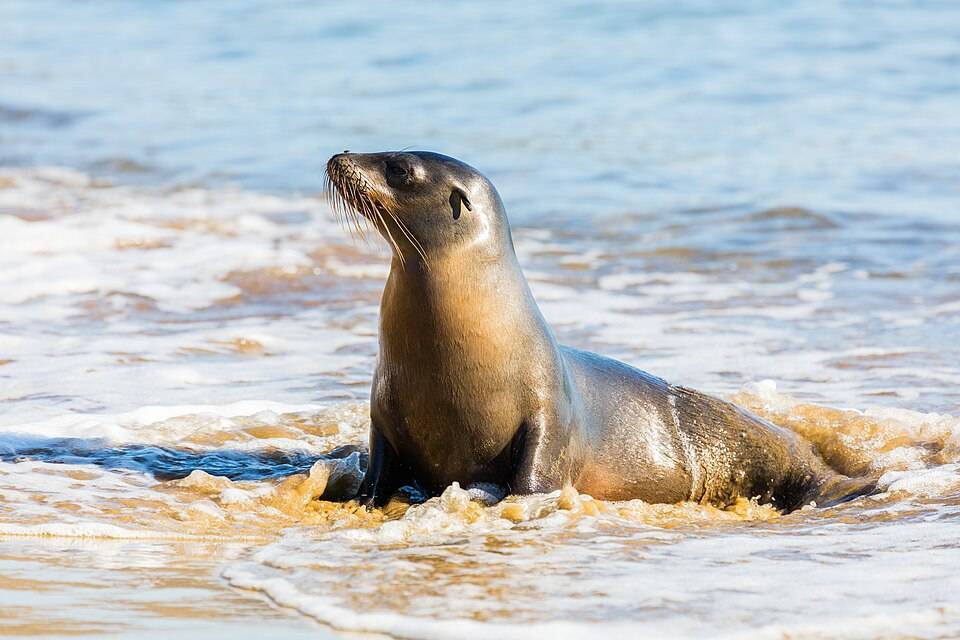 Galapagos sea lion